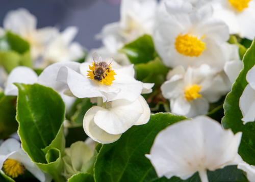 Begonia
             
                        x hybrida F₁
             
                        Mega Cool
             
                        White