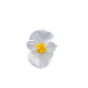 
                        Begonia
             
                        x hybrida F₁
             
                        Mega Cool
             
                        White
            