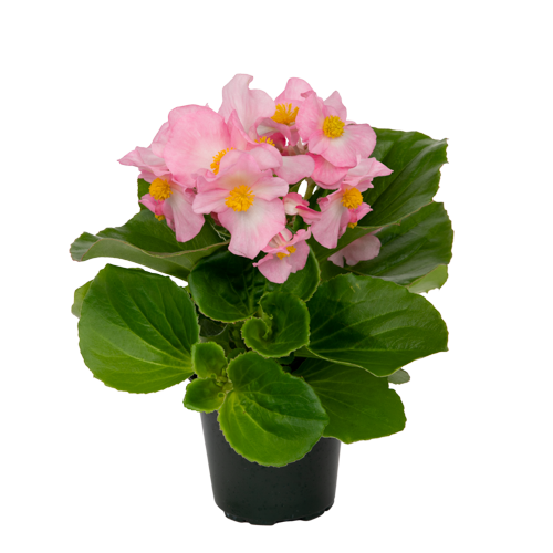 専用❣️Begonia Garden Chronicles of James David: Cane Begonia 'U549' / 'Aya