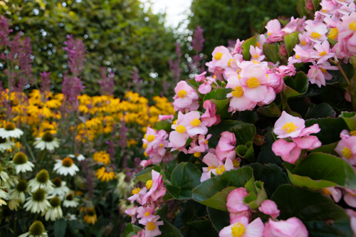 Begonia
x hybrida F₁
Mega Cool
Pink