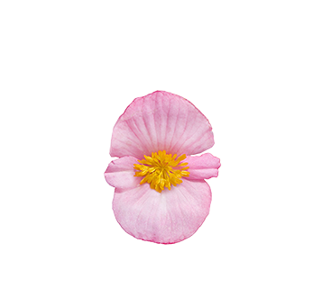 
                        Begonia
             
                        x hybrida F₁
             
                        Mega Cool
             
                        Pink
            
