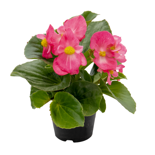 Begonia x hybrida F₁ Mega Cool Rose