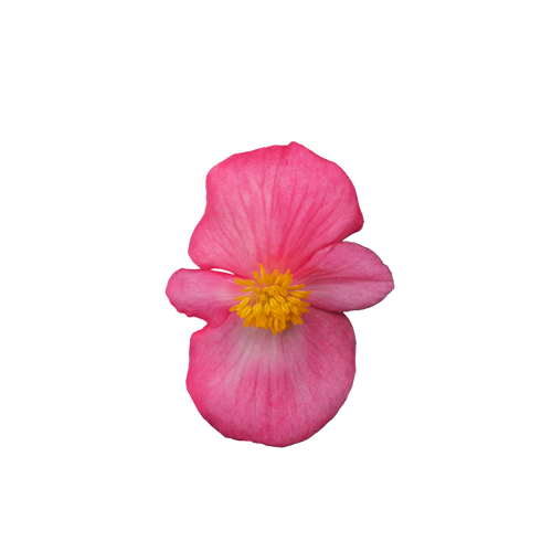 
                        Begonia
             
                        x hybrida F₁
             
                        Mega Cool
             
                        Rose
            