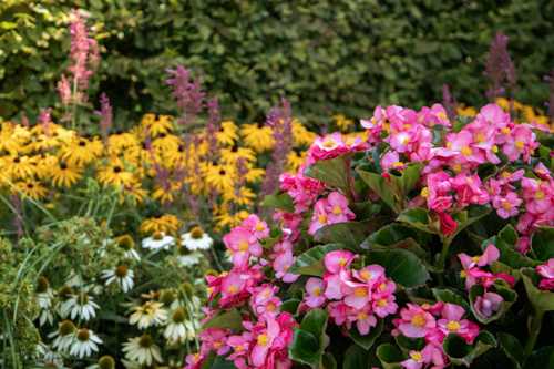 
                        Begonia
             
                        x hybrida F₁
             
                        Mega Cool
             
                        Rose
            