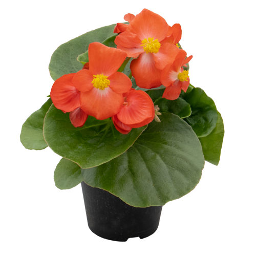 Begonia x hybrida F₁ Mega Cool Scarlet