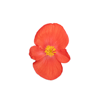 
                        Begonia
             
                        x hybrida F₁
             
                        Mega Cool
             
                        Scarlet
            