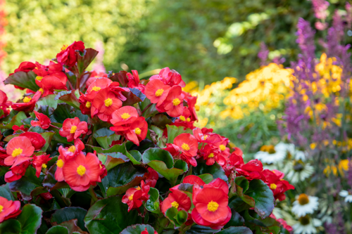 Begonia
x hybrida F₁
Mega Cool
Scarlet