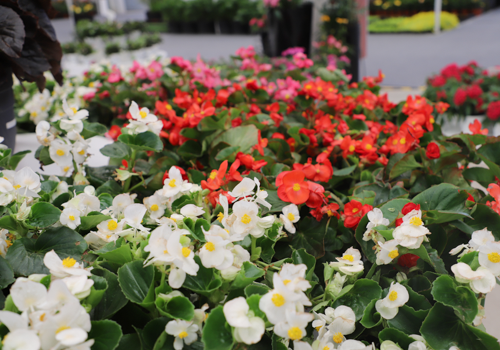 Begonia x hybrida F₁ Mega Cool Mix | Benary