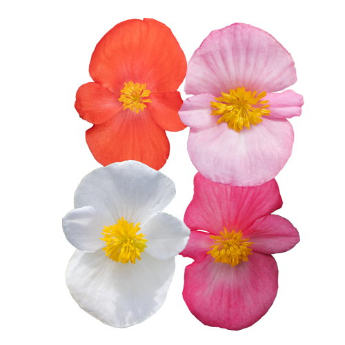 Begonia x hybrida F₁ Mega Cool Pink | Benary