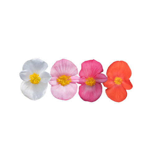 
                        Begonia
             
                        x hybrida F₁
             
                        Mega Cool
             
                        Mix
            