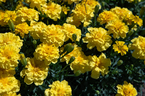 Tagetes patula Milli Vanilli 