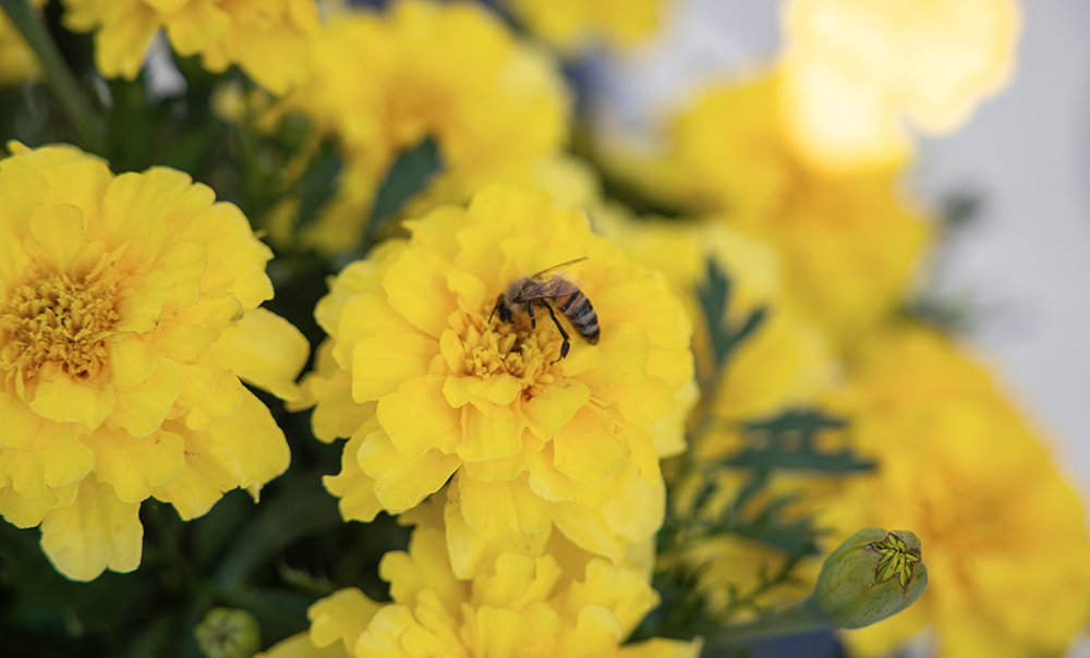 
                        Tagetes
             
                        patula
             
                        Milli Vanilli
            