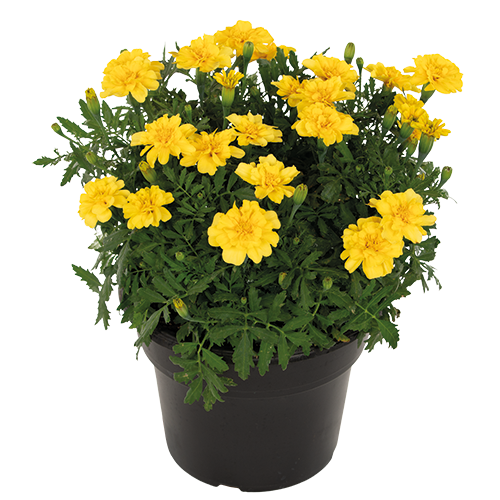 Tagetes patula Milli Vanilli 
