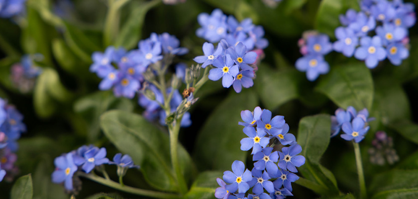 
                        Myosotis
             
                        sylvatica
             
                        Miro
            
