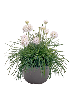 
                        Armeria
             
                        maritima
             
                        Morning Star
             
                        White
            