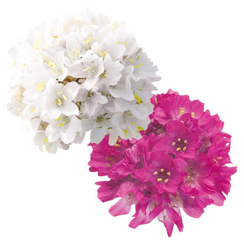 Armeria maritima Morning Star 