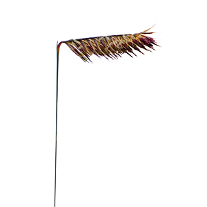 
                        Bouteloua
             
                        gracilis
             
                        Mozzie
            