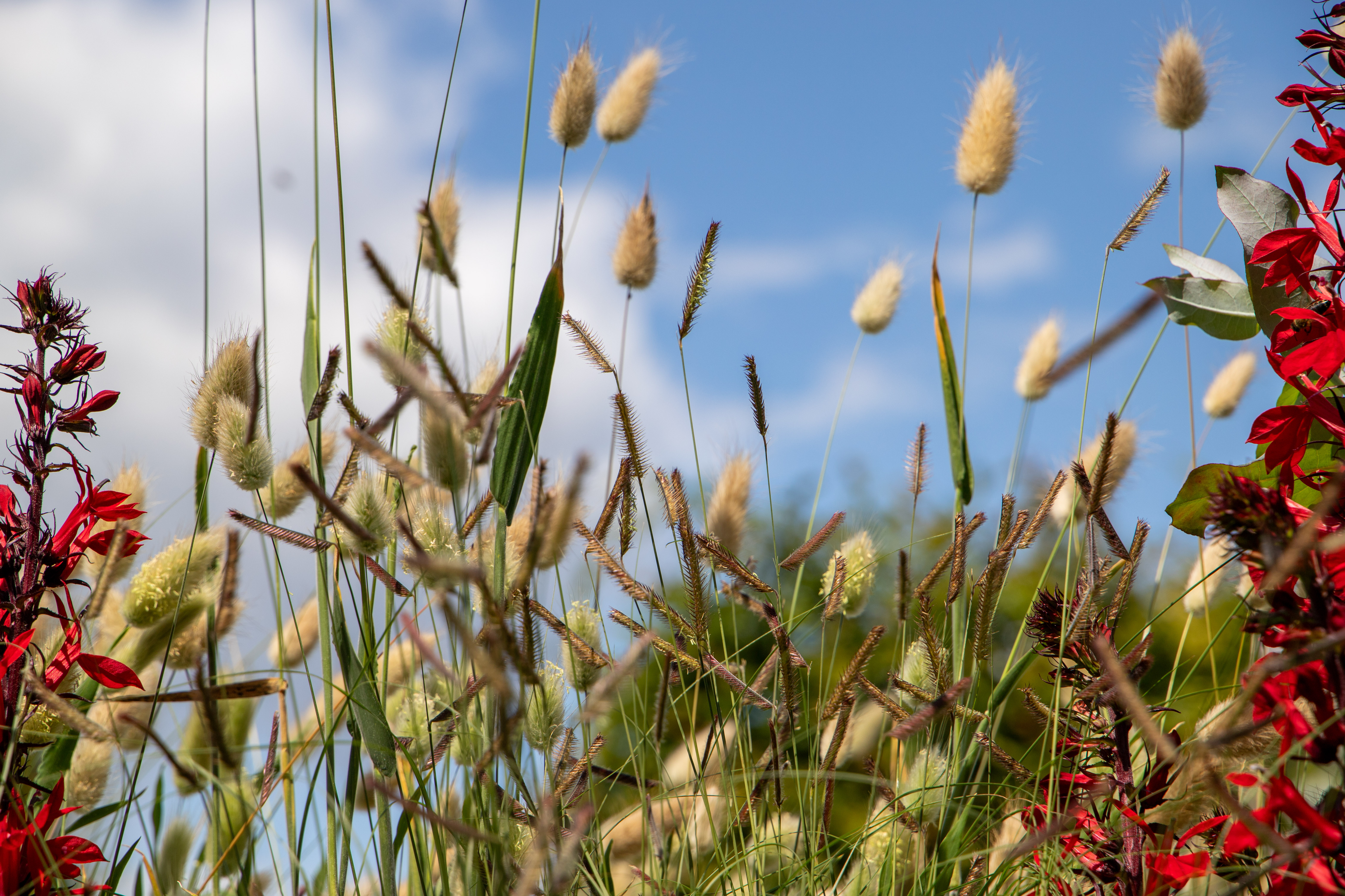 
                        Bouteloua
             
                        gracilis
             
                        Mozzie
            