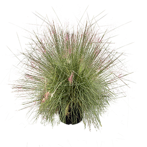 
                        Muhlenbergia
             
                        capillaris
             
                        Ruby
            