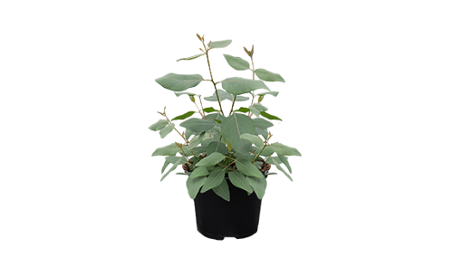 Eucalyptus
populnea
Murray