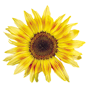 
                        Helianthus
             
                        annuus
             
                        Musicbox
            