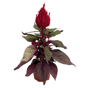 
                        Celosia
             
                        plumosa
             
                        New Look®
            