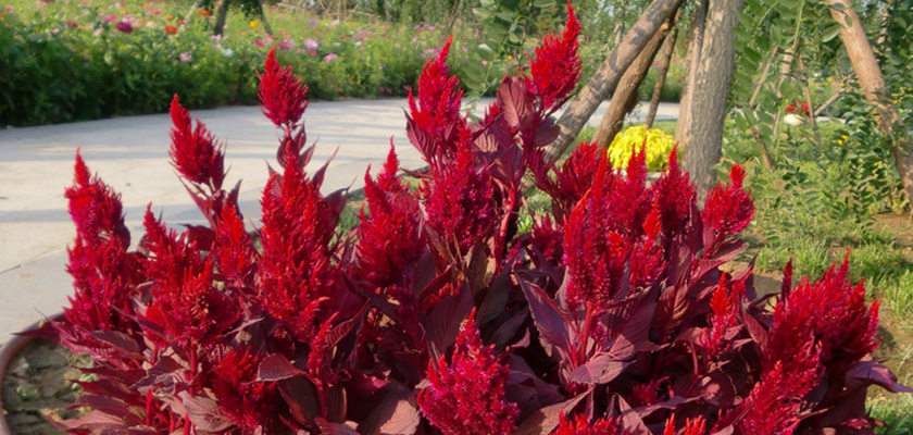 
                        Celosia
             
                        plumosa
             
                        New Look®
            