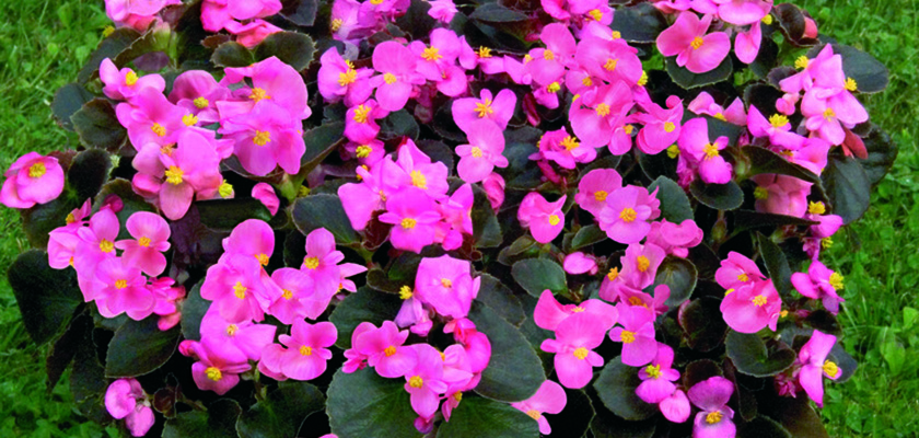 
                        Begonia
             
                        semperflorens F₁
             
                        Nightlife
             
                        Deep Rose
            