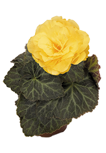 
                        Begonia
             
                        tuberhybrida F₁
             
                        Nonstop® Mocca
             
                        Yellow
            