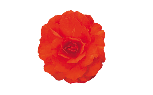 
                        Begonia
             
                        tuberhybrida F₁
             
                        Nonstop® Mocca
             
                        Deep Orange
            