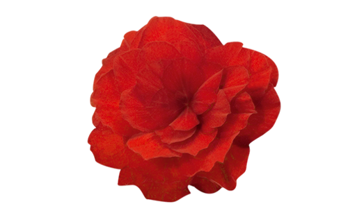 Begonia
tuberhybrida F₁
Nonstop® Mocca
Scarlet