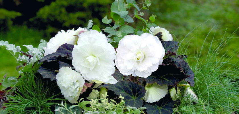 
                        Begonia
             
                        tuberhybrida F₁
             
                        Nonstop® Mocca
             
                        White
            