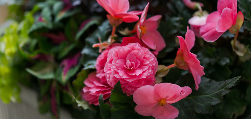 
                        Begonia
             
                        tuberhybrida F₁
             
                        Nonstop® Mocca
             
                        Pink Shades
            