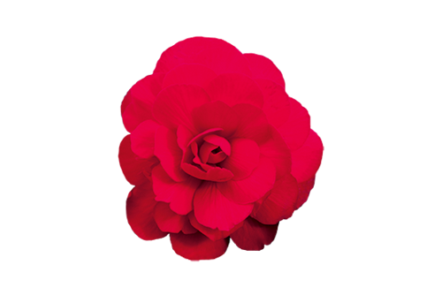 Begonia
tuberhybrida F₁
Nonstop® Mocca
Cherry