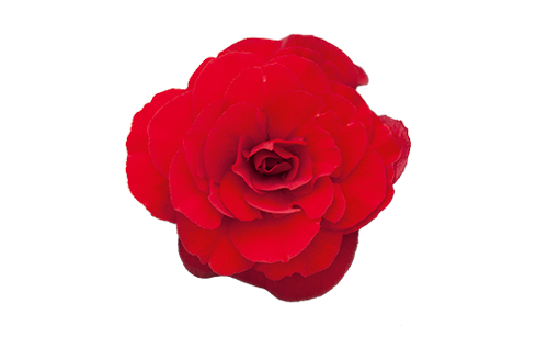 
                        Begonia
             
                        tuberhybrida F₁
             
                        Nonstop® Mocca
             
                        Red
            