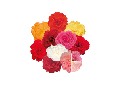Begonia
tuberhybrida F₁
Nonstop® Mocca