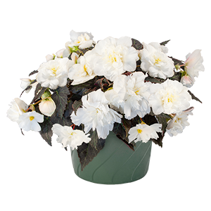 
                        Begonia
             
                        tuberhybrida F₁
             
                        Nonstop® Mocca
             
                        White
            