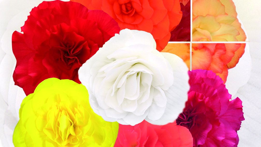 
                        Begonia
             
                        tuberhybrida F₁
             
                        Nonstop®
             
                        Select Mix
            