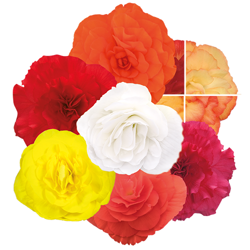 Begonia tuberhybrida F₁ Nonstop® Select Mix