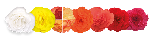 
                        Begonia
             
                        tuberhybrida F₁
             
                        Nonstop®
             
                        Select Mix
            