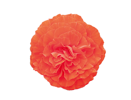 
                        Begonia
             
                        tuberhybrida F₁
             
                        Nonstop®
             
                        Orange
            