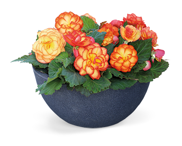 Begonia
tuberhybrida F₁
Nonstop®
Fire