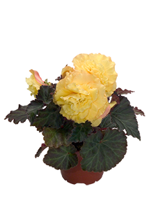 
                        Begonia
             
                        tuberhybrida F₁
             
                        Nonstop®
             
                        Yellow Red Back
            