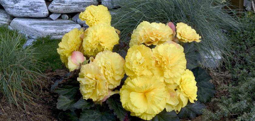
                        Begonia
             
                        tuberhybrida F₁
             
                        Nonstop®
             
                        Yellow Red Back
            