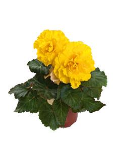
                        Begonia
             
                        tuberhybrida F₁
             
                        Nonstop®
             
                        Yellow
            