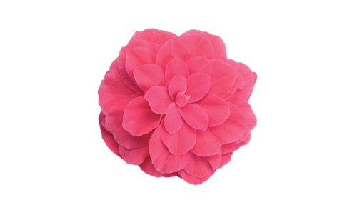 Begonia
tuberhybrida F₁
Nonstop®
Pink