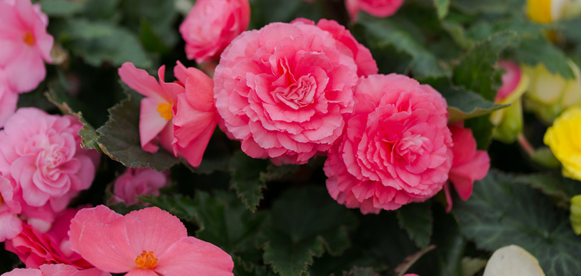 
                        Begonia
             
                        tuberhybrida F₁
             
                        Nonstop®
             
                        Pink
            
