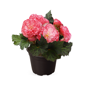 Begonia
tuberhybrida F₁
Nonstop®
Rose Picotee