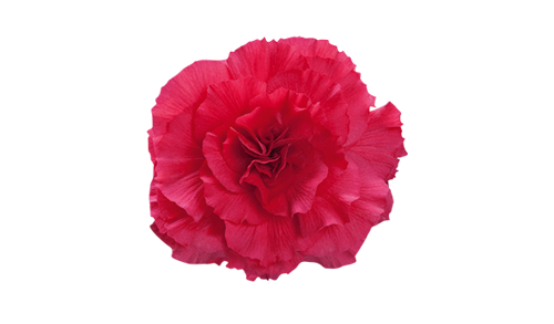 Begonia
tuberhybrida F₁
Nonstop®
Deep Rose