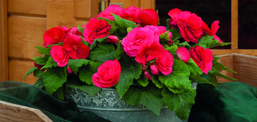 
                        Begonia
             
                        tuberhybrida F₁
             
                        Nonstop®
             
                        Deep Rose
            